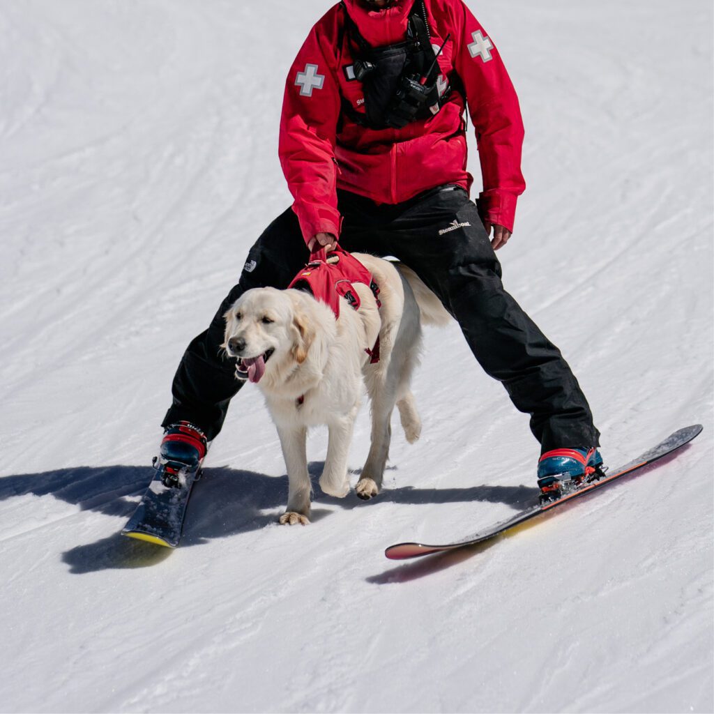white avalanche dog skiing with paramedic team member