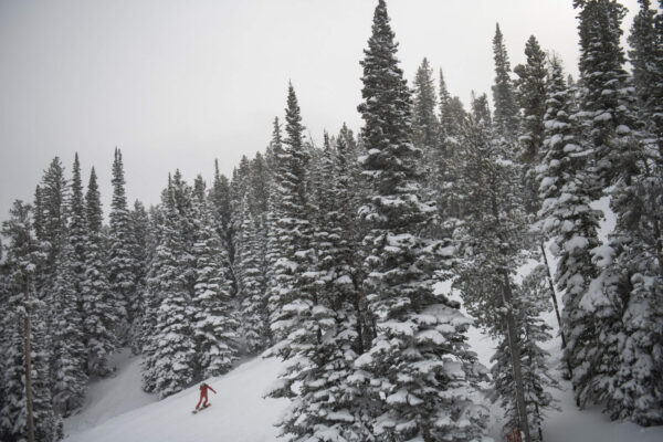 Snowboarder going through the trees on a powder day at Eldora