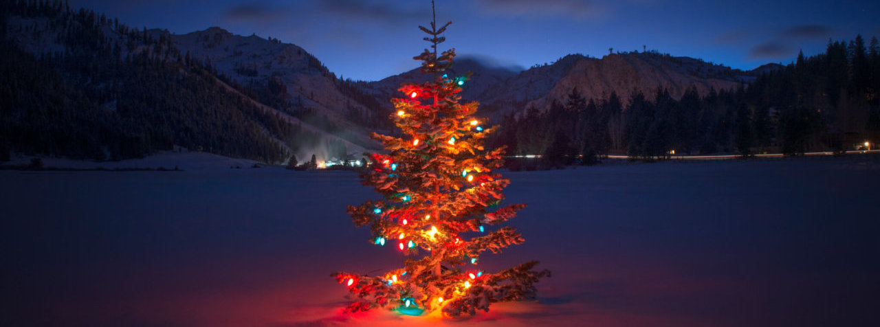 Pine tree decorated in colorful lights