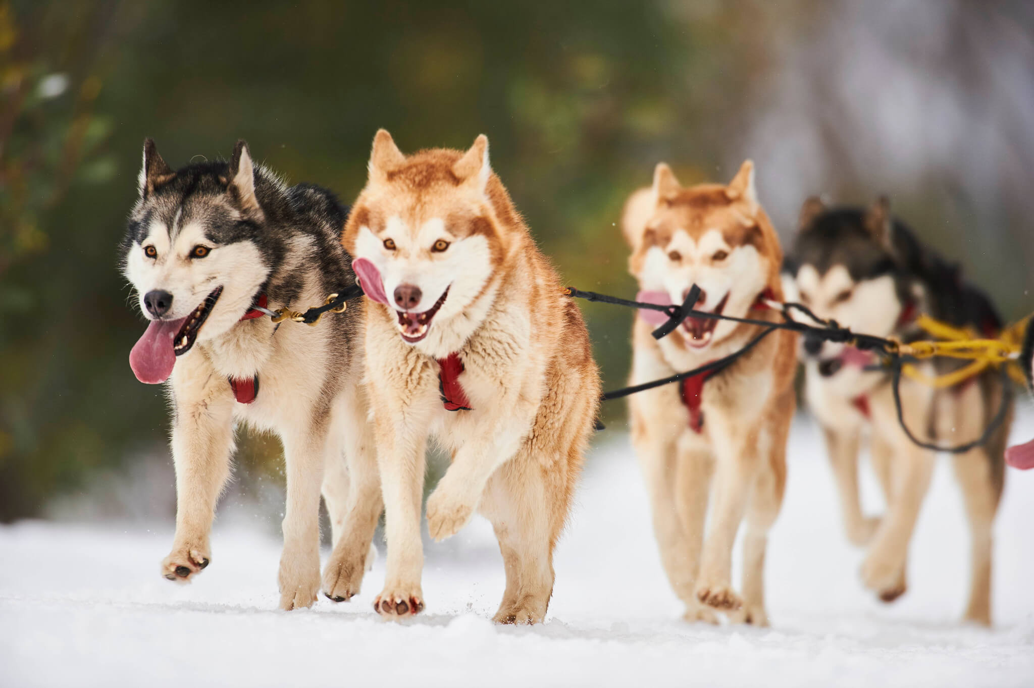 pack of husky dogs pulling a sled at Mt Buller in Australia in the Southern Hemisphere